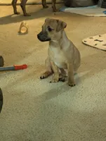 Henry, a male Chiweenie for sale in Oklahoma City, OK – 5 of 7