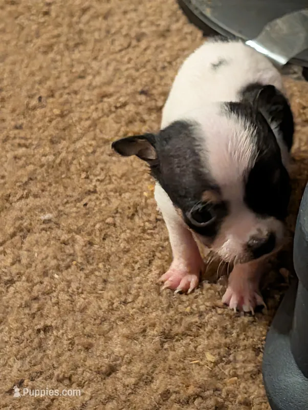 Little Man  – Chihuahua puppy for sale in Oklahoma City, OK