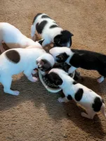 Red, a female Chihuahua for sale in Oklahoma City, OK – 5 of 5