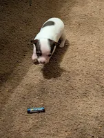 Red, a female Chihuahua for sale in Oklahoma City, OK – 4 of 5