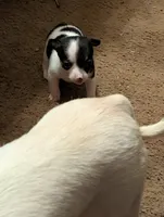 Little Man , a male Chihuahua for sale in Oklahoma City, OK – 4 of 6