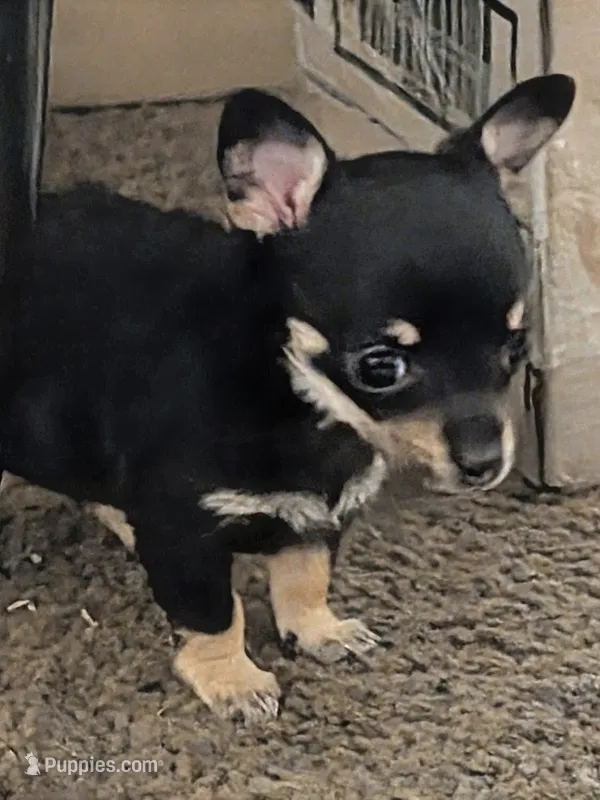 Sassy – Chihuahua puppy for sale in Oklahoma City, OK
