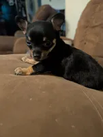 Sassy, a male Chihuahua for sale in Oklahoma City, OK – 8 of 10