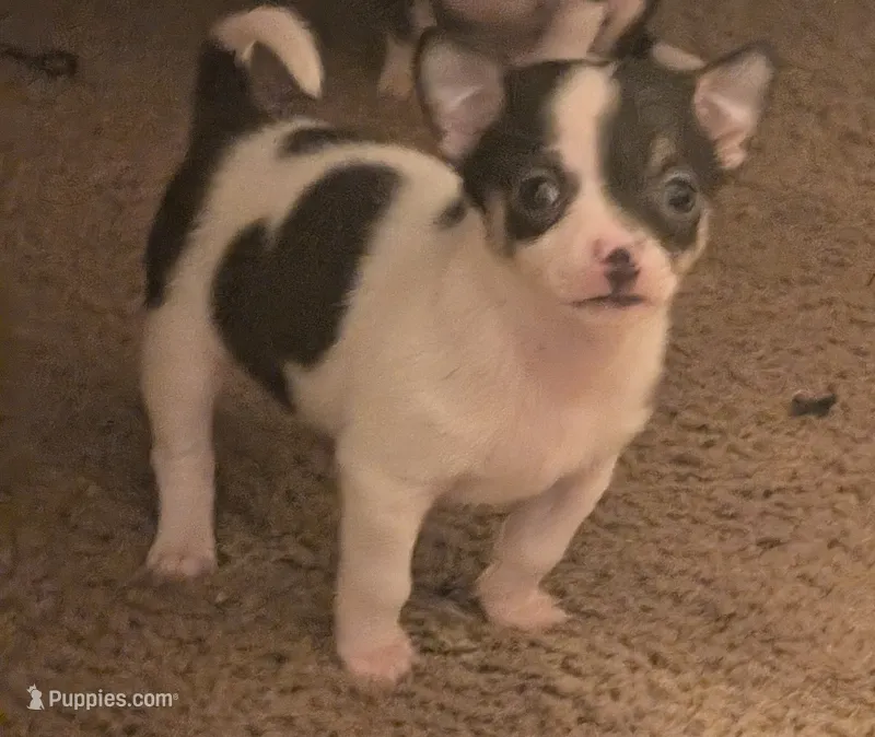 Laura – Chihuahua puppy for sale in Oklahoma City, OK
