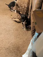 Sassy, a male Chihuahua for sale in Oklahoma City, OK – 2 of 9