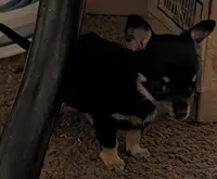 Sassy, a male Chihuahua for sale in Oklahoma City, OK – 3 of 9