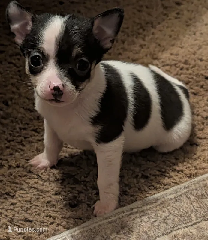 Laura – Chihuahua puppy for sale in Oklahoma City, OK