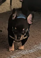 Sassy, a male Chihuahua for sale in Oklahoma City, OK – 6 of 9