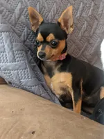 Sassy, a male Chihuahua for sale in Oklahoma City, OK – 9 of 9