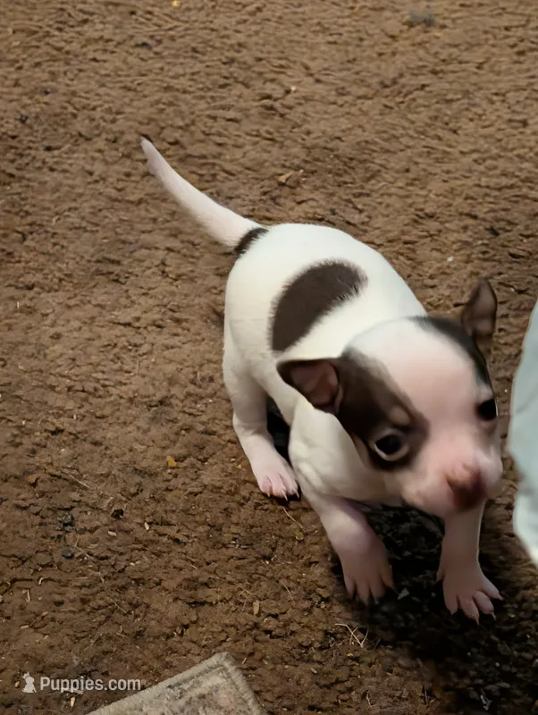 Red – Chihuahua puppy for sale in Oklahoma City, OK