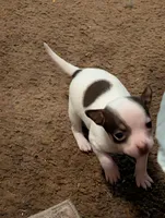 Red, a female Chihuahua for sale in Oklahoma City, OK – 1 of 5