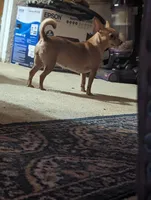 Henry, a male Chiweenie for sale in Oklahoma City, OK – 4 of 7
