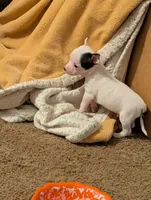Johnny Ringo, a male Chihuahua for sale in Oklahoma City, OK – 1 of 8