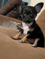 Sassy, a male Chihuahua for sale in Oklahoma City, OK – 2 of 10