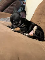 Sassy, a male Chihuahua for sale in Oklahoma City, OK – 7 of 10