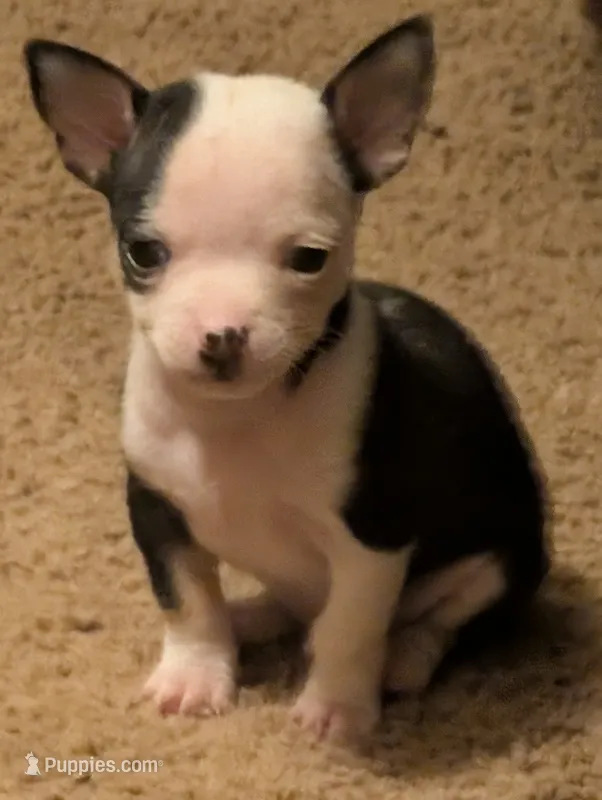 Fred – Chihuahua puppy for sale in Oklahoma City, OK