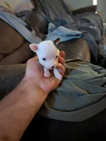 Johnny Ringo, a male Chihuahua for sale in Oklahoma City, OK – 4 of 8