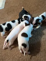Little Man , a male Chihuahua for sale in Oklahoma City, OK – 6 of 6