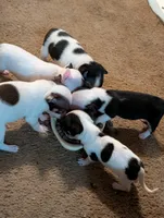 Johnny Ringo, a male Chihuahua for sale in Oklahoma City, OK – 3 of 8