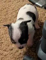 Little Man , a male Chihuahua for sale in Oklahoma City, OK – 2 of 6