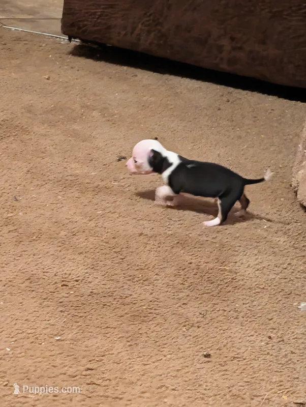 Fred – Chihuahua puppy for sale in Oklahoma City, OK