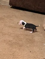 Fred, a male Chihuahua for sale in Oklahoma City, OK – 1 of 1