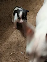 Little Man , a male Chihuahua for sale in Oklahoma City, OK – 5 of 6