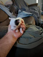 Johnny Ringo, a male Chihuahua for sale in Oklahoma City, OK – 7 of 8