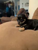 Sassy, a male Chihuahua for sale in Oklahoma City, OK – 6 of 10