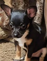 Sassy, a male Chihuahua for sale in Oklahoma City, OK – 4 of 9