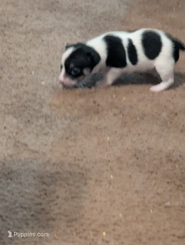 Laura – Chihuahua puppy for sale in Oklahoma City, OK