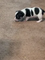 Laura, a female Chihuahua for sale in Oklahoma City, OK – 1 of 3