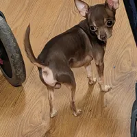 Sassy, a male Chihuahua for sale in Oklahoma City, OK – 8 of 9
