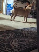 Henry, a male Chiweenie for sale in Oklahoma City, OK – 7 of 7