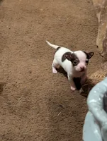 Red, a female Chihuahua for sale in Oklahoma City, OK – 2 of 5