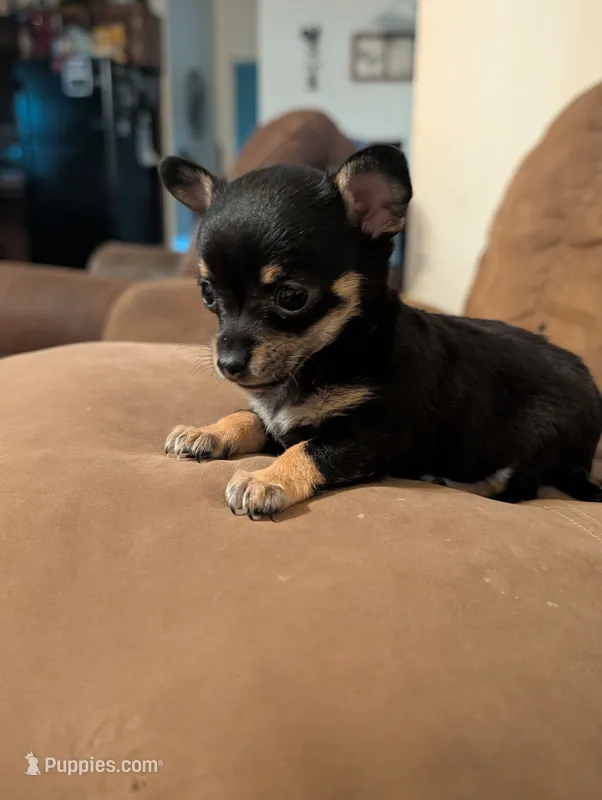 Sassy – Chihuahua puppy for sale in Oklahoma City, OK