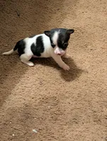 Little Man , a male Chihuahua for sale in Oklahoma City, OK – 3 of 6