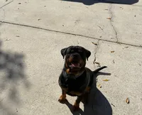 Taco, a male Rottweiler for sale in Ruskin, FL – Photo 2 of 2
