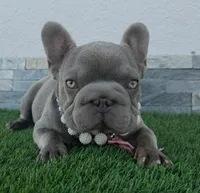 Little grape 🍇 , a female French Bulldog for sale in El Paso City, TX – 9 of 10