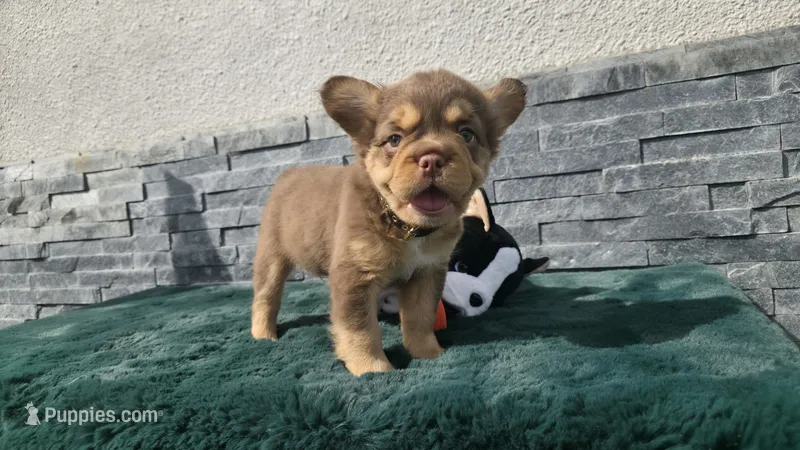 Yogi bear 🎃🎫 – French Bulldog puppy for sale in El Paso City, TX