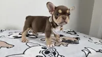 Roxy , a female French Bulldog for sale in El Paso City, TX – 3 of 10