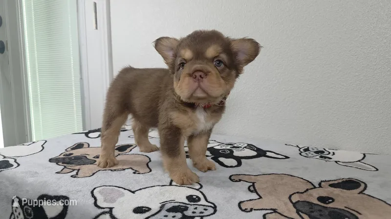 Yogi bear  – French Bulldog puppy for sale in El Paso City, TX