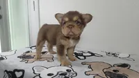 Yogi bear , a male French Bulldog for sale in El Paso City, TX – 1 of 5
