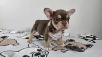 Roxy , a female French Bulldog for sale in El Paso City, TX – 8 of 10