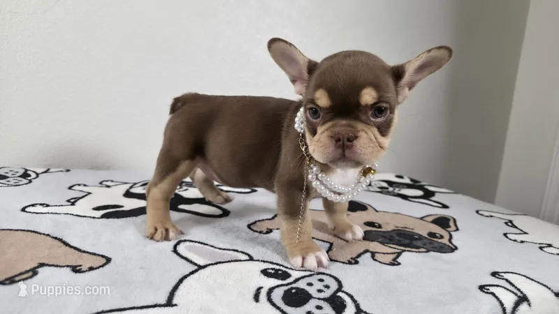 Roxy  – French Bulldog puppy for sale in El Paso City, TX