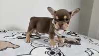 Roxy , a female French Bulldog for sale in El Paso City, TX – 1 of 10