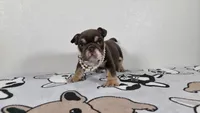 Hershey , a female English Bulldog for sale in El Paso City, TX – 3 of 7