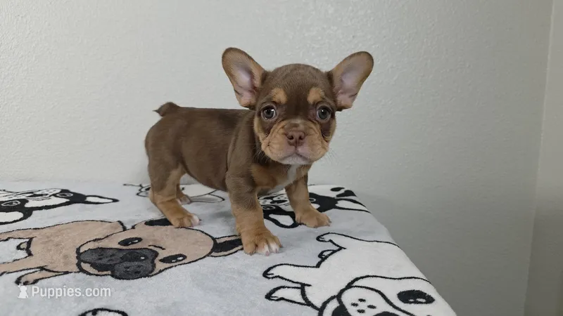 Hersey  – French Bulldog puppy for sale in El Paso City, TX