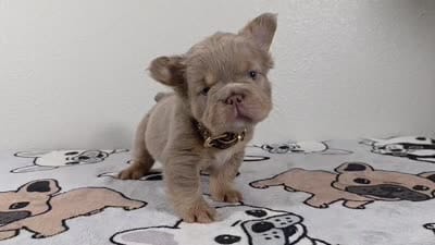 Gummy bear , a male French Bulldog for sale in El Paso City, TX – 9 of 9