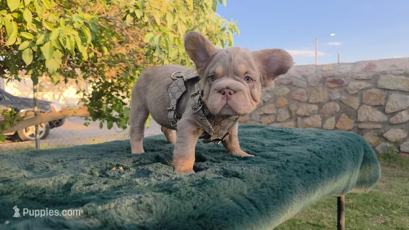 Pooh  🎃🎫 – French Bulldog puppy for sale in El Paso City, TX